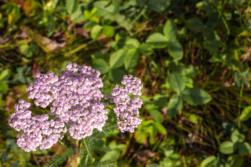 Obraz premium lilac inflorescence of medicinal plant of yarrow in summer