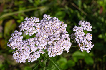 lilac inflorescence of medicinal plant of yarrow in summer © Natalia