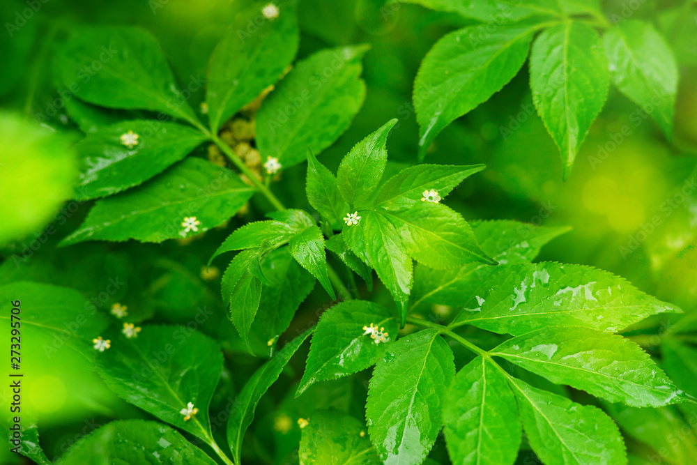 Wall mural tree branches with green leaves in the rain. spring and summer rainy nature. green leaves in soft li