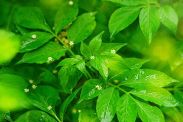 Tree branches with green leaves in the rain. Spring and summer rainy nature. Green leaves in soft light close up. Background of tree branches and highlights.