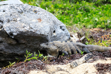 Wild iguana at the beach in Yucatan Mexico