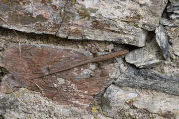 kleine Eidechse auf mittelalterlicher Bruchsteinmauer