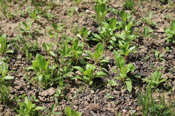 Growing Spinach From Seed in my organic garden, spinach bed