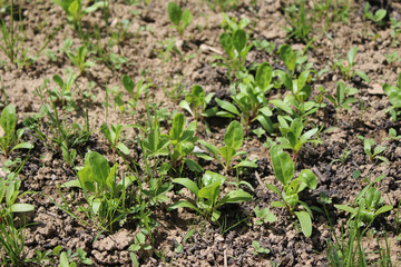Growing Spinach From Seed in my organic garden, spinach bed