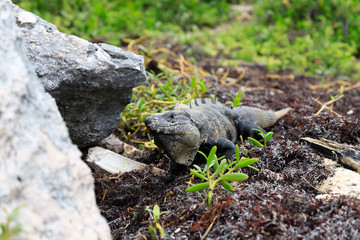 Wild iguana at the beach in Yucatan Mexico