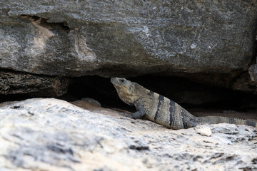 Wild iguana at the beach in Yucatan Mexico