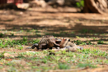 Two fighting iguanas with a bloody face