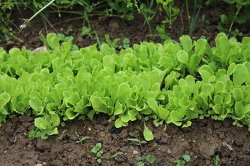 Very young light green Romaine lettuce bed in my organic garden
