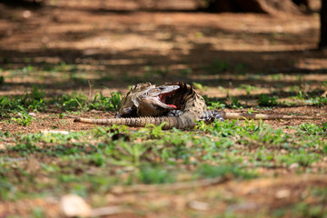 Two fighting iguanas with a bloody face