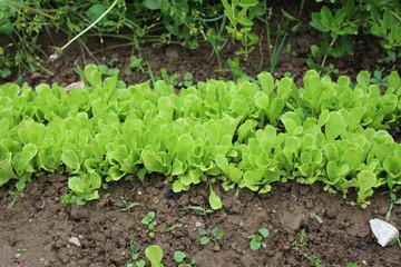 Very young light green Romaine lettuce bed in my organic garden