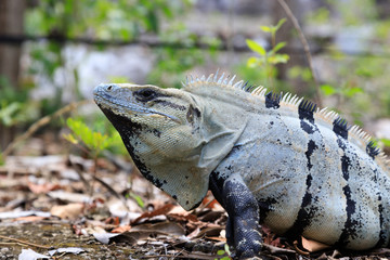 A portrait of a iguana in the jungle of yucatan in mexico