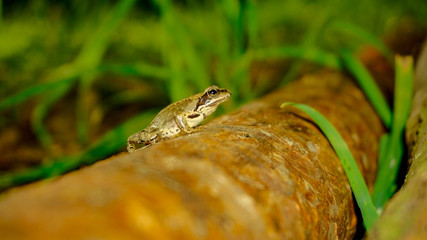 frog on a fallen tree,
