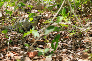 A portrait of a iguana in the jungle of yucatan in mexico