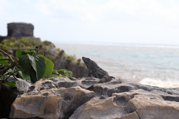 A beautiful iguana at the beach in Tulum in Mexico