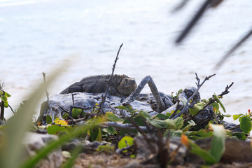 A beautiful iguana at the beach in Tulum in Mexico
