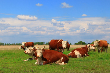 Free and happy cows are resting and lying on a green pasture 