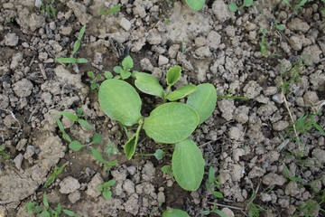 A Sprout Of Young Pumpkin Seedlings. Pumpkin plant in the garden, sprout pumpkin bed in my organic garden, in Uzice city