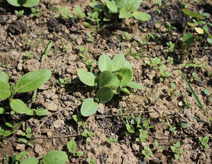 A Sprout Of Young Pumpkin Seedlings. Pumpkin plant in the garden, sprout pumpkin bed in my organic garden, in Uzice city