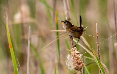 Marsh Wren