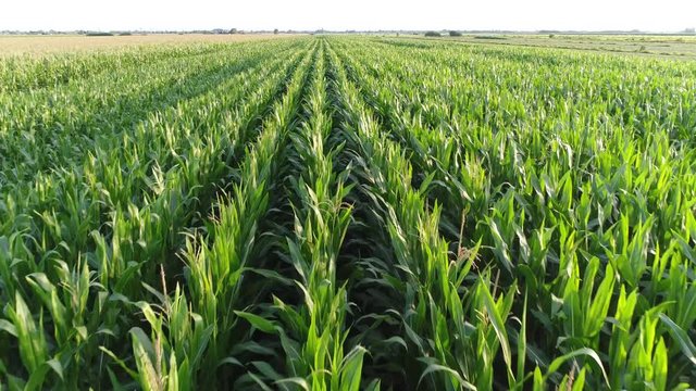 Low altitude aerial footage of maize also known as corn is a cereal grain which has become a staple food in many parts of the world with the total production of surpassing that of wheat or rice 4k