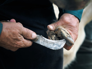 Clearing the hooves of sheep, goats. Farmer's hands with a sharp knife