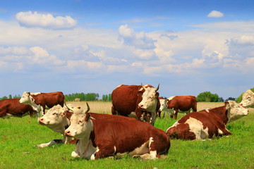 Fototapeta na wymiar Free and happy cows are resting and lying on a green pasture 