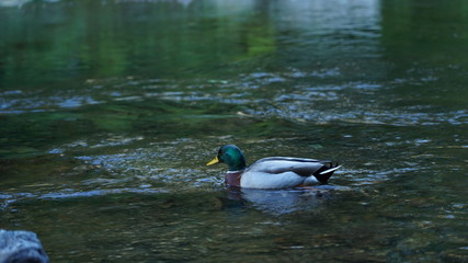 Fototapeta premium Duck swimming in a clear river