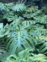 Plants in botanical garden of Lisbon