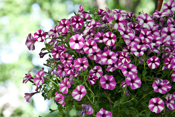 Multicolored purple white petunia flowers on a light natural background
