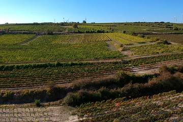 Weinberge im Sonnenschein
