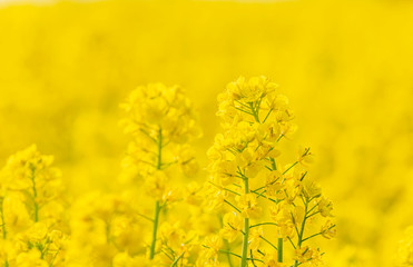 Obraz premium yellow flowers in the garden and yellow abstract background