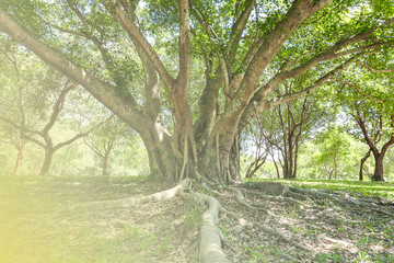 A large tree with roots covering the ground, a large tree in the garden