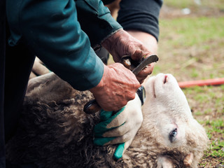 Clearing the hooves of sheep, goats. Farmer's hands with a sharp knife