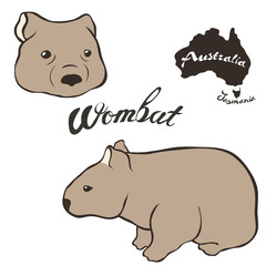Wombat vector image isolated on white background. Wombat in full growth and head. Fauna Australia and Tasmania. Realistic wombat design.  Marsupial mammal herbivores look like small bear or big hamste