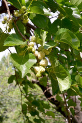 mulberry tree and mulberries