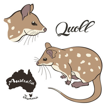 Quoll vector image isolated on white background. Quoll in full growth and profile head. Fauna Australia. Realistic eastern dasyure design. Marsupial marten.