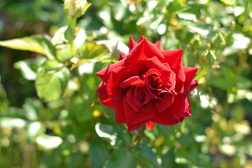 Elegant red rose in the summer garden