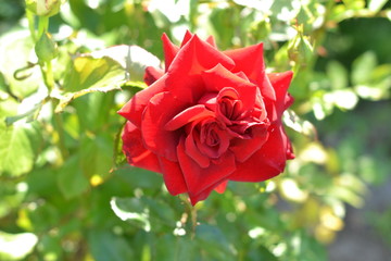 Elegant red rose in the summer garden