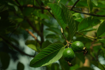 Young green guava fruit on the guava tree. The guava fruit is green and tastes bitter and sour when it is young and raw.