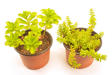 Jelly  bean  plant (sedum rubrotinctum) and houseplant isolated on white background