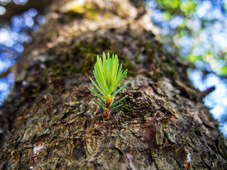 Young green sprout of pine needles on the trunk of spruce. Tree branches against blue sky in defocus. Tree trunk closeup.