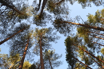 Fototapeta premium Summer forest. Trees from bottom to top.