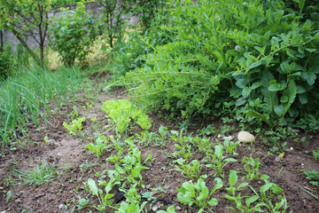 Gardening using permaculture principles, synergy between plants, pumpkins, dill, nasturtium, onion, spinach, sunflower, tomato, tagetes, marygold and other plants in my organic garden
