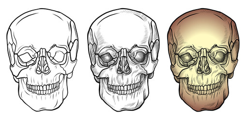 Line drawing and colorful skull front view set