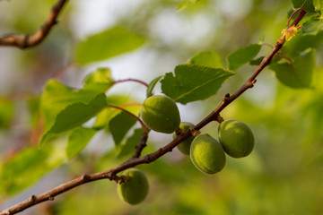 The ovary of the fruit apricot. Fruit development, initial phase. Green apricot ovary.	