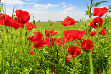 poppies blooming in the wild meadow 
