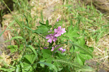 plants and  flowers in the garden