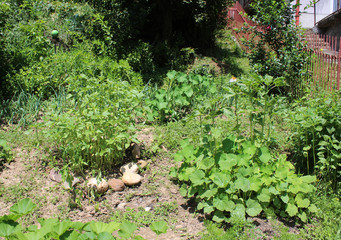 Gardening using permaculture principles, synergy between plants, pumpkins, dill, nasturtium, onion, spinach, sunflower, tomato, tagetes, marygold and other plants in my organic garden