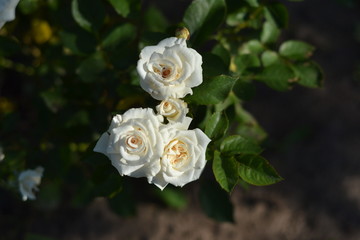 White roses in the garden in the early morning.