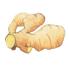 Hand drawn watercolor ginger, Watercolor illustration. Perfect for food design, menu cards.